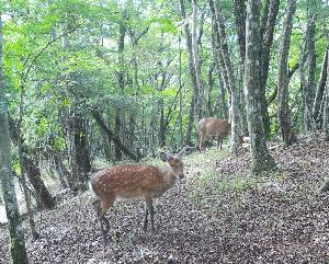 シカ