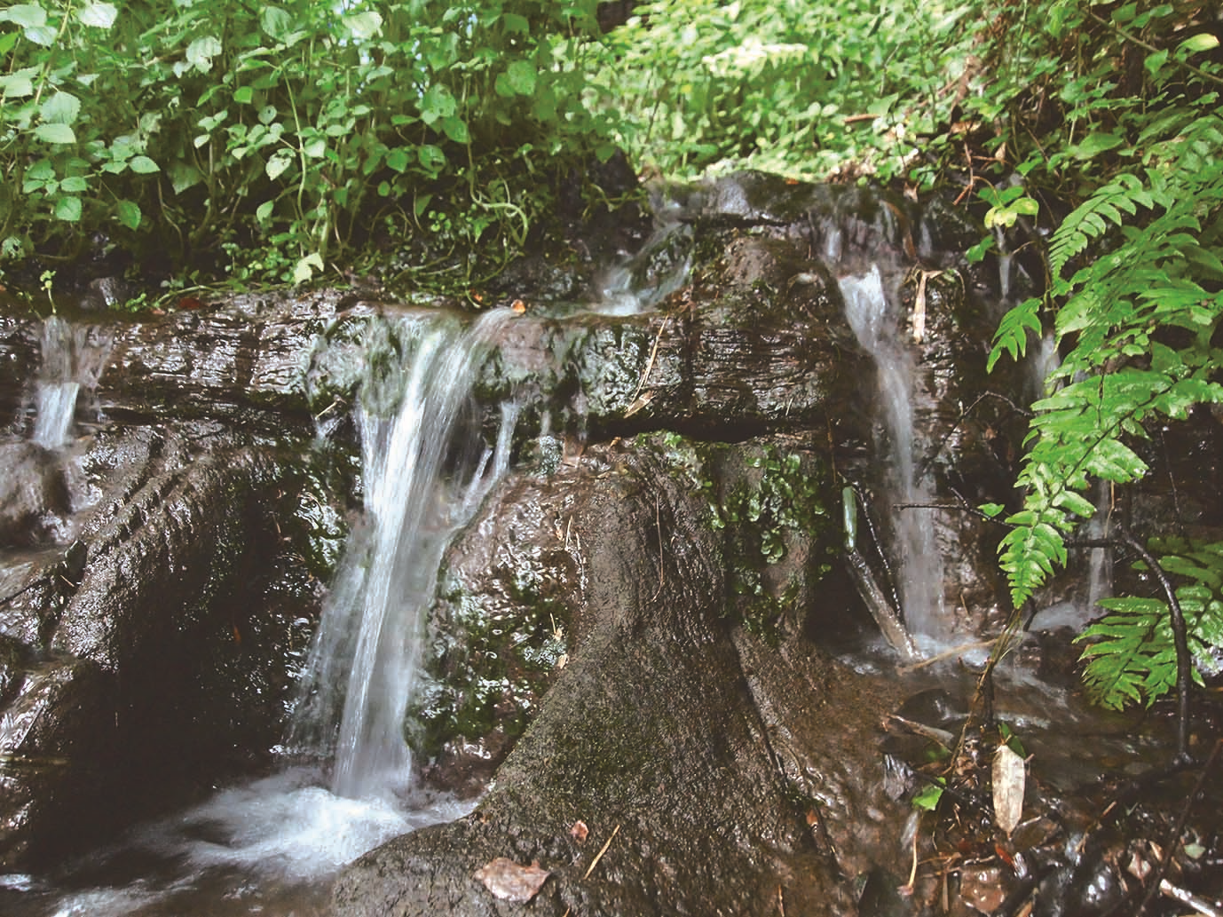 谷津の湧水