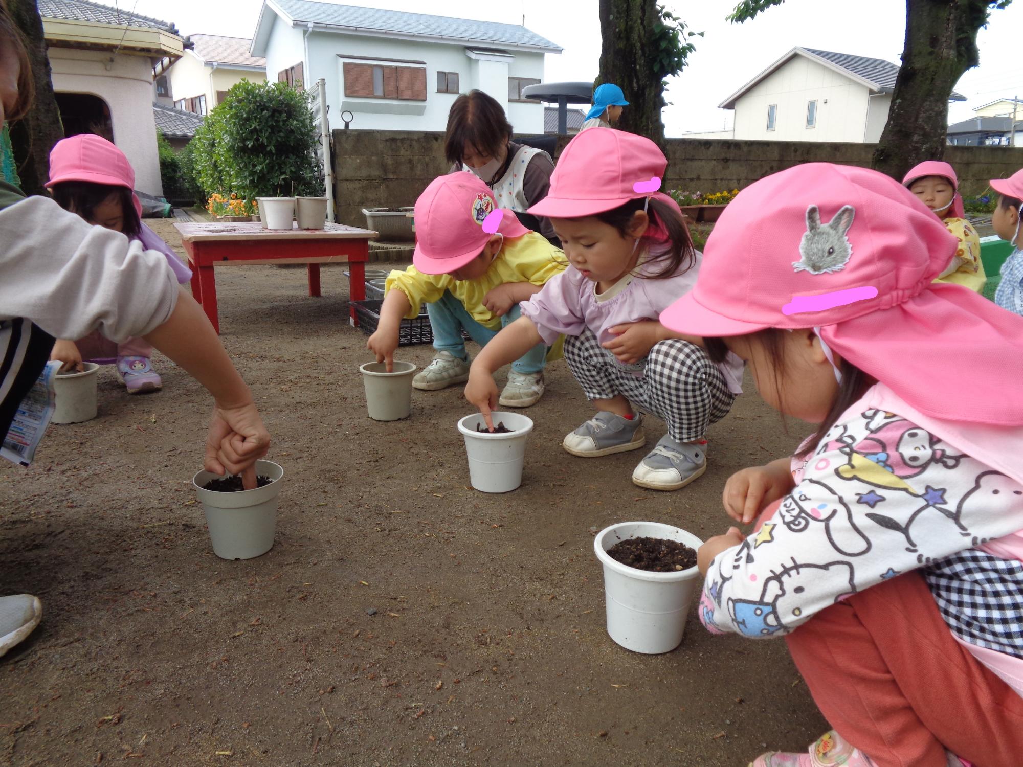 3歳児 オクラ種まき