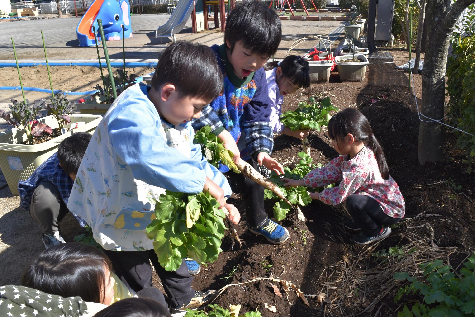 大根の収穫をしたよ