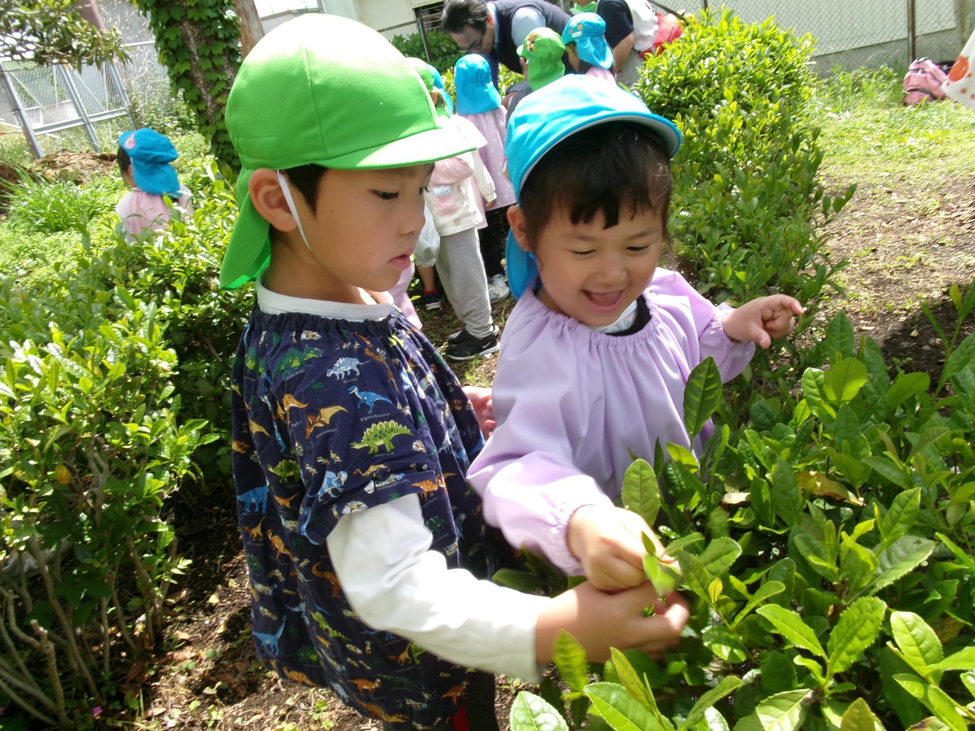 4・5歳お茶摘み