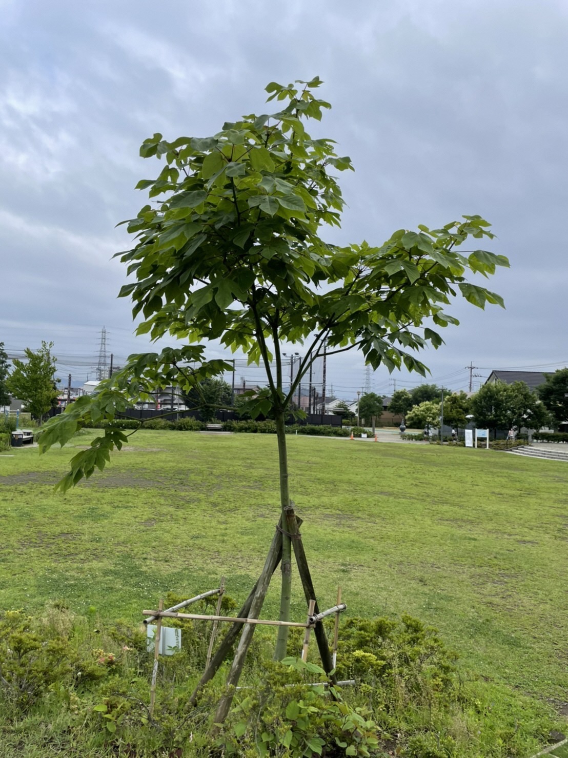 青々とした葉っぱをつけたアオギリ