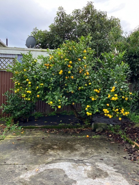 レモンの木に実がたくさんなっている