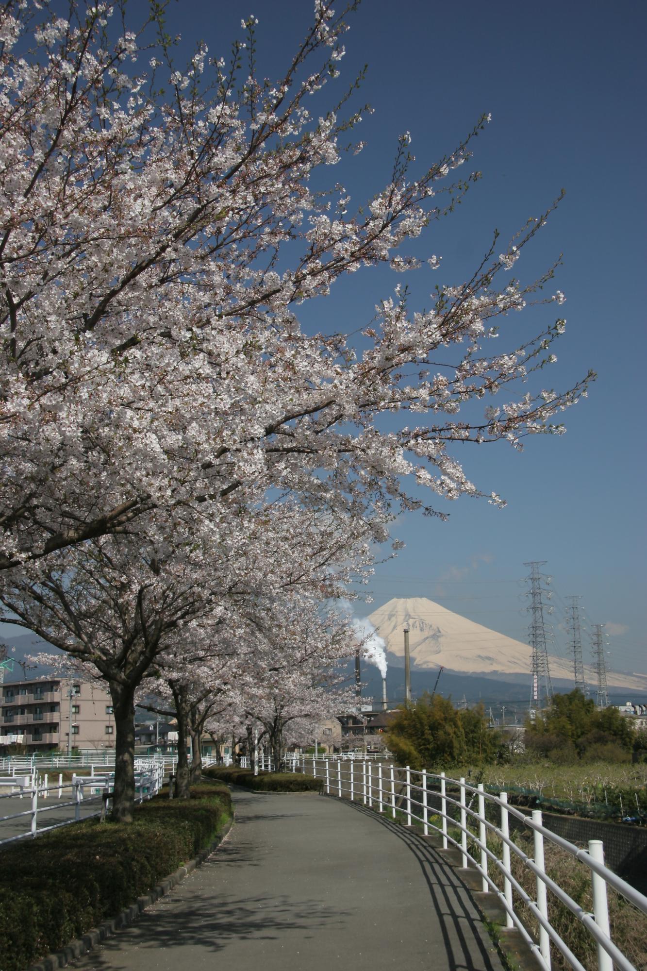 桜堤遊歩道