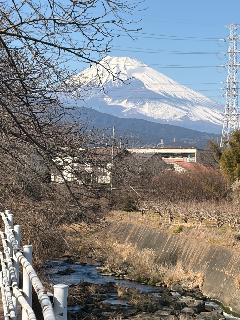 桜堤遊歩道