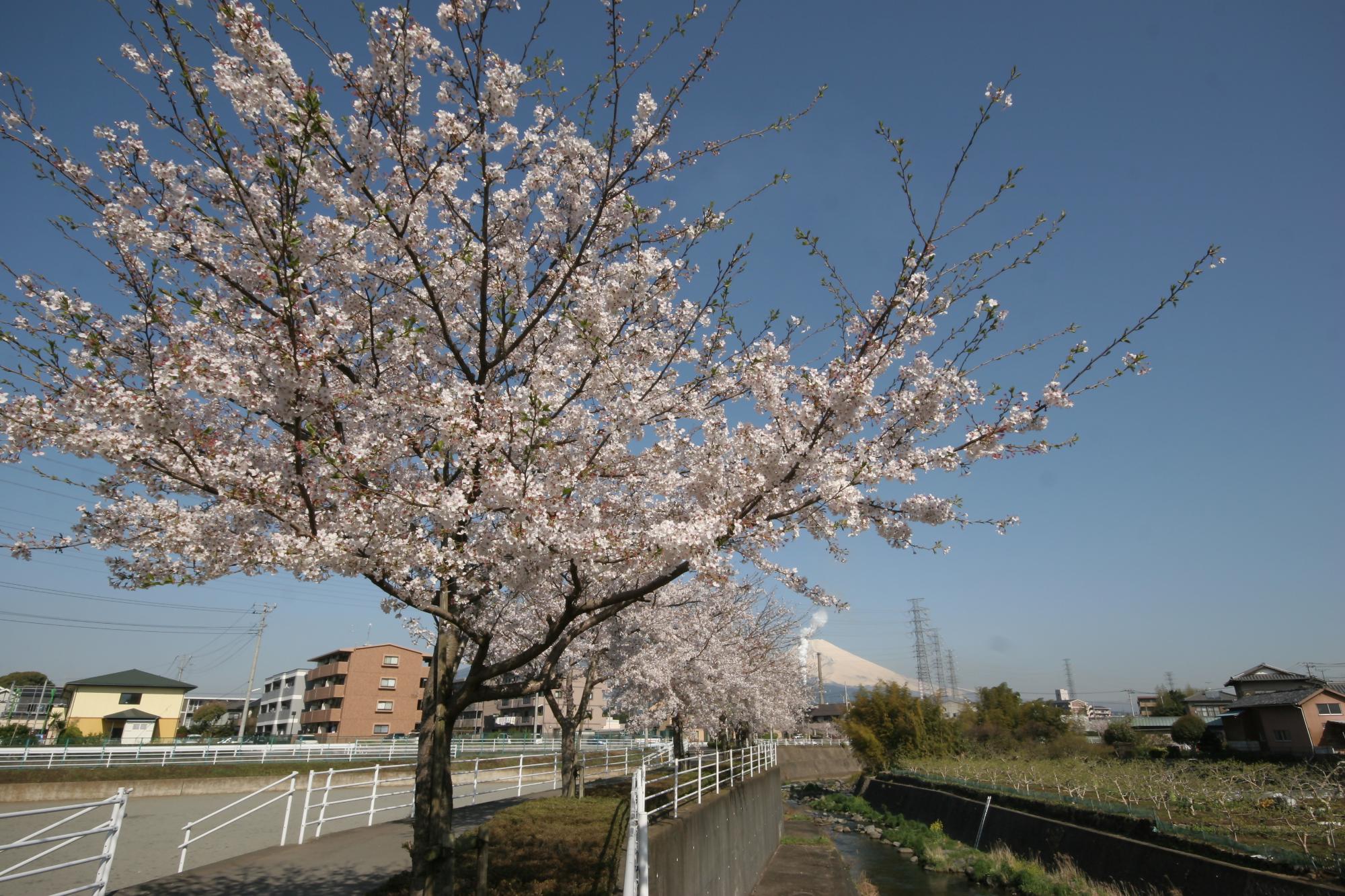 桜堤遊歩道