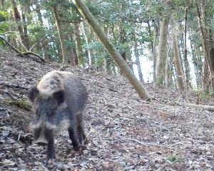 イノシシ