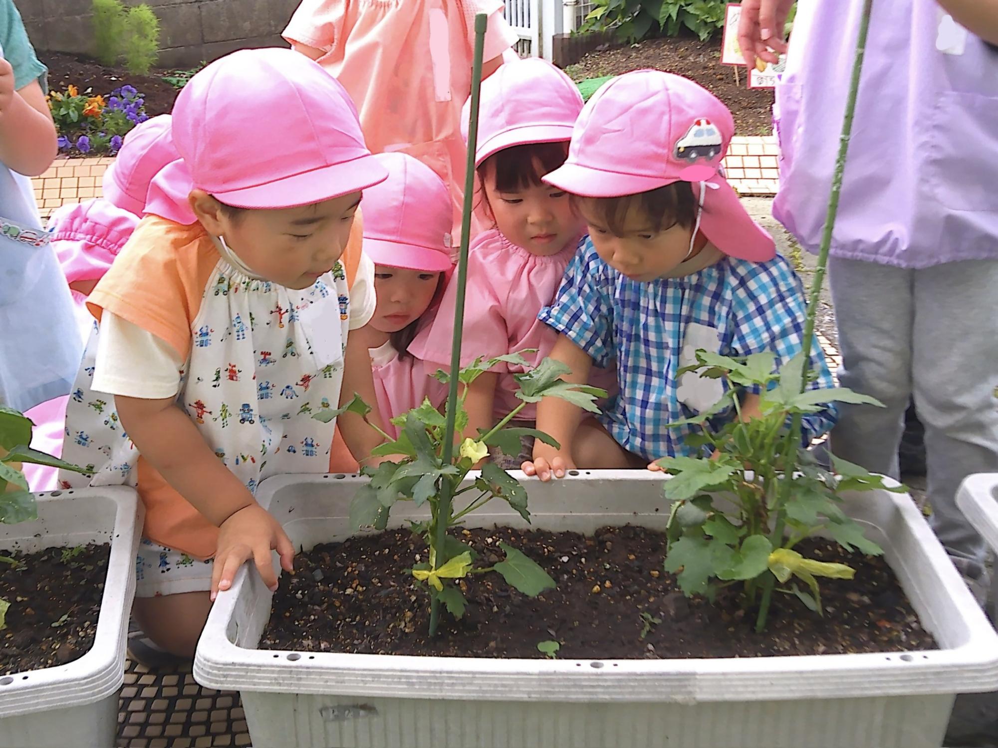 3歳児 夏野菜の観察