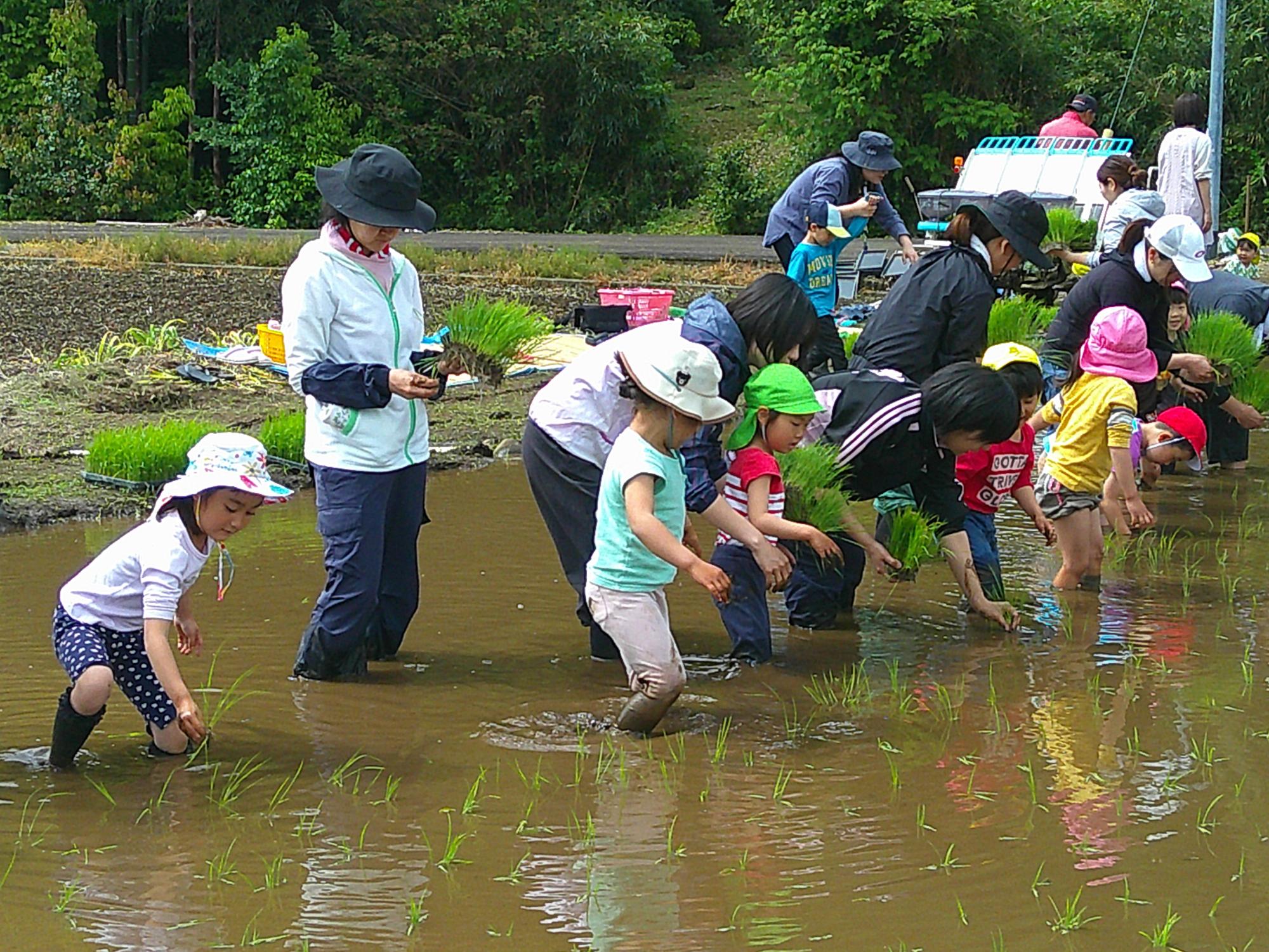 田植え